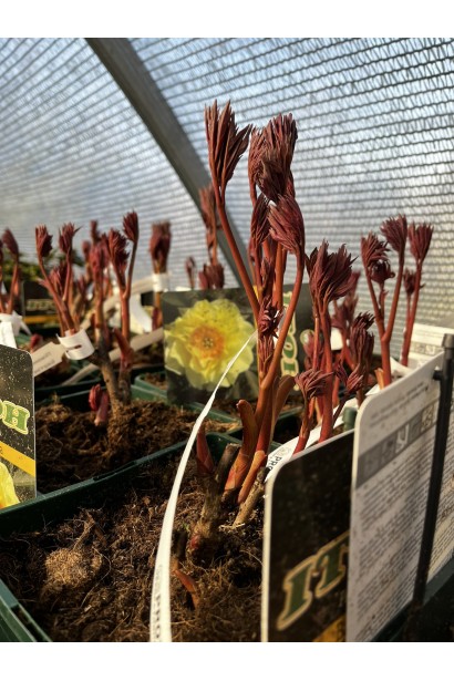 Пион Бартзелла молодые листья